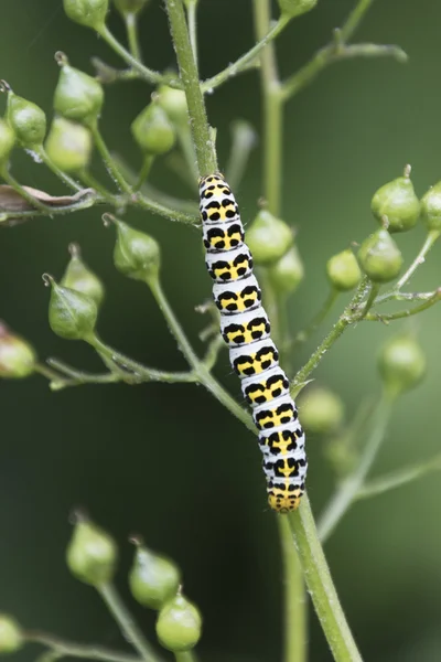 Caterpillar on wildflower