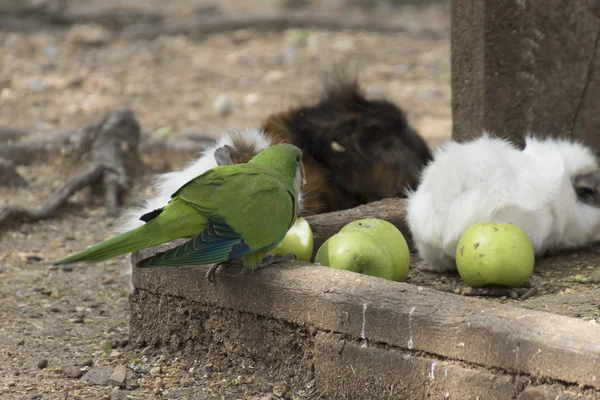 Guinea pig and parakeet parrot in the farm