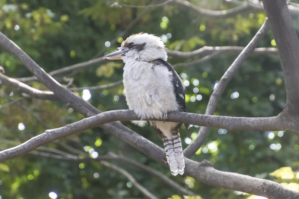 Bird in the forest