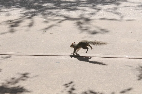 Squirrel jumps in the street