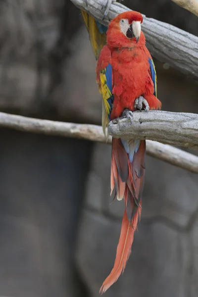 Ara macaw parrot on its perch