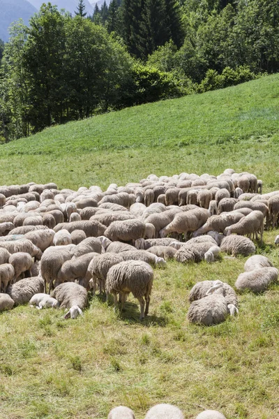 Lambs and sheep in the flock in the mountains