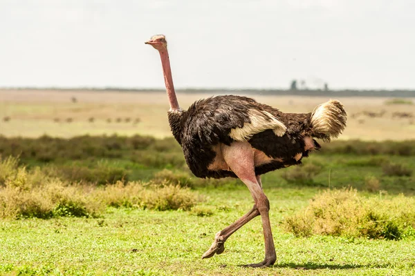 Wild Ostrich running