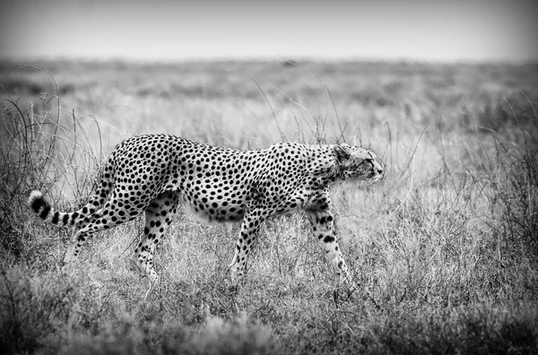 Cheetah in Black and White