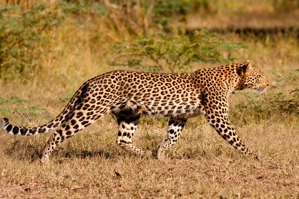 Leopard hunting in the wild