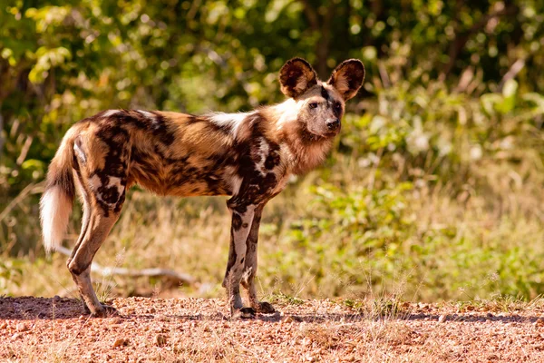 Endangered wild African wild dog