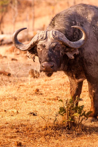 Wild African cape buffalo looking at the camera