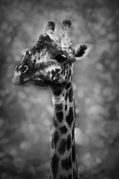 Wild African giraffe in black and white