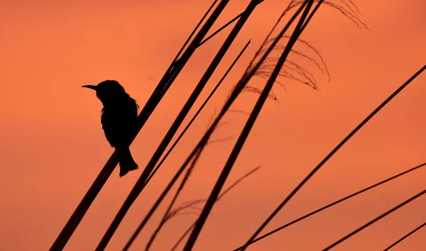 Bird sitting on a branch in silhouette
