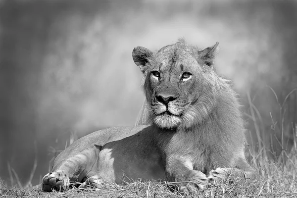 Wild African Lion in Black and White