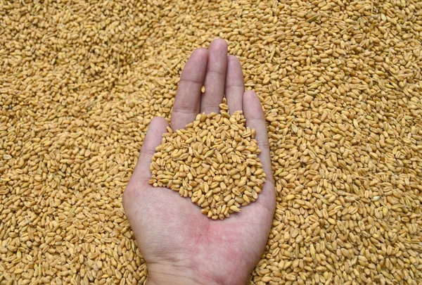 Wheat Grains in hand