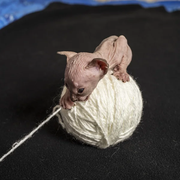 Small sphinx kitten sits on a the tangle yarn