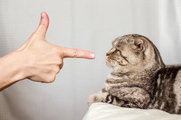 A person in anger pokes the index finger in a frightened cat Sco