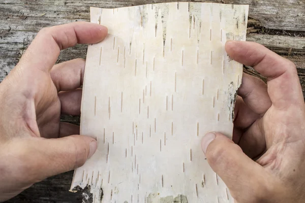 A piece of birch bark in the hands on a background of of the old