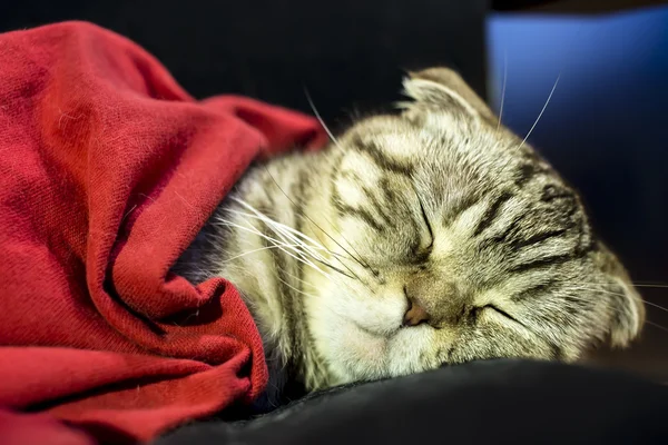 Scottish Fold cat sweetly sleeps under a red blanket