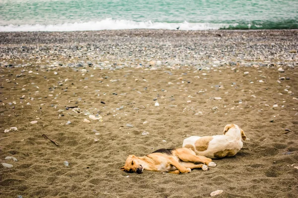 Two spotted tired dog is resting lying on a sandy beach by the sea