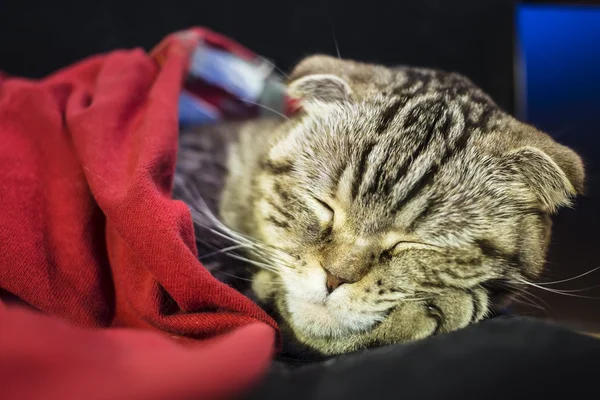 Scottish Fold cat sweetly sleeps under a red blanket, his head resting on the foot