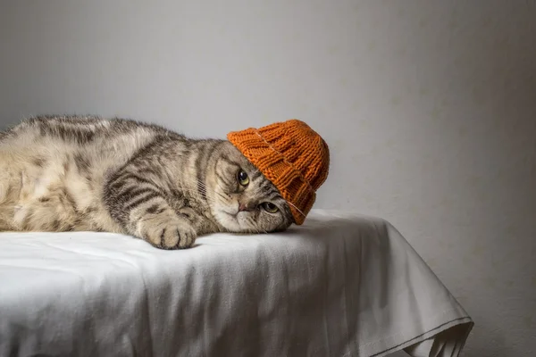 Gray striped scottish fold cat with a funny orange winter hat on his head lies on a table