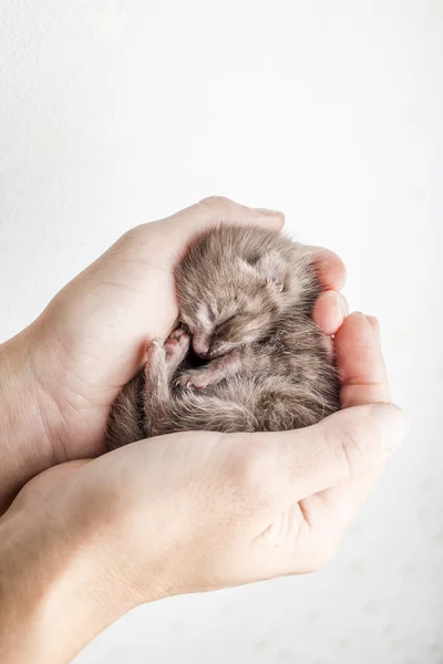 Funny newborn tabby kitten Scottish Fold lies in female hands and sweetly asleep, curled up