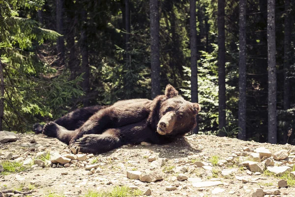 Predatory brown grizzly bear in the wild world