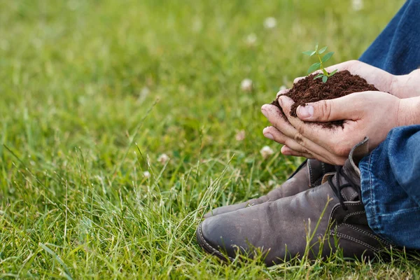 Male hands with a green sprout