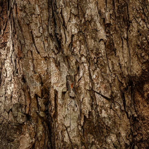 Bark of tree texture