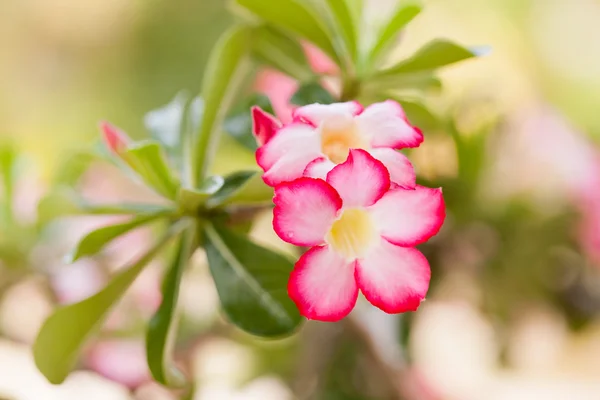 Desert rose flowers in garden.