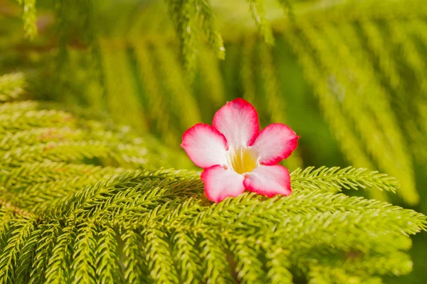 Desert rose flowers on green prickly branches of a fur-tree or p