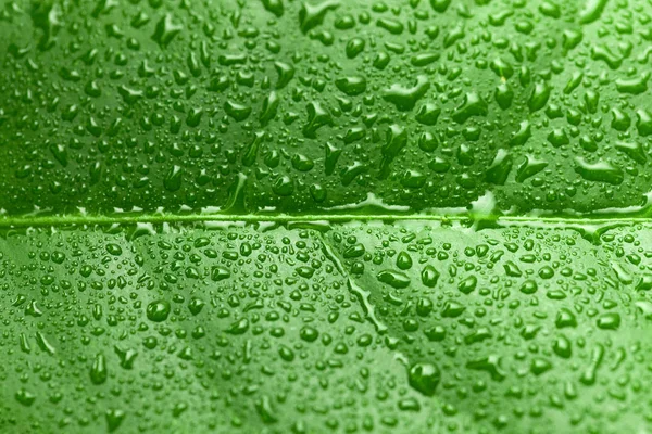 Green leaf with water drops over it