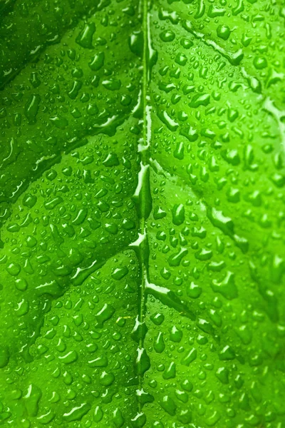 Green leaf with water drops on it