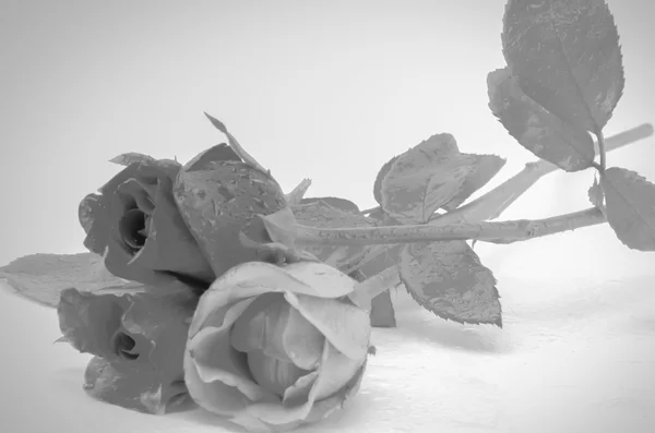 Rose flower black and white color tone style