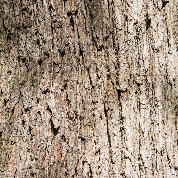 Old oak - texture or background