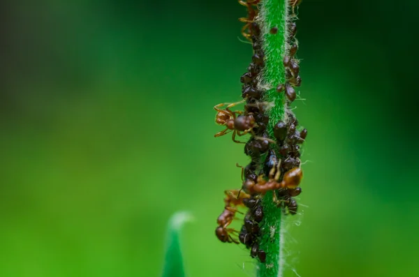 Cluster orange ants on a green stem plants close-up