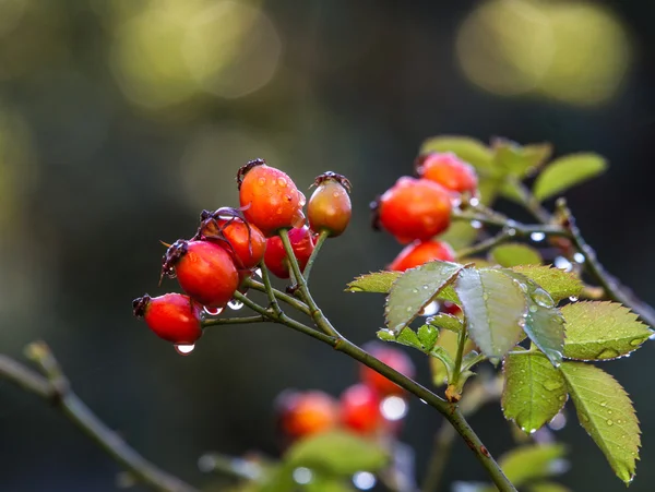 Rose hips   in Autumn, bokeh Autumn colours background.