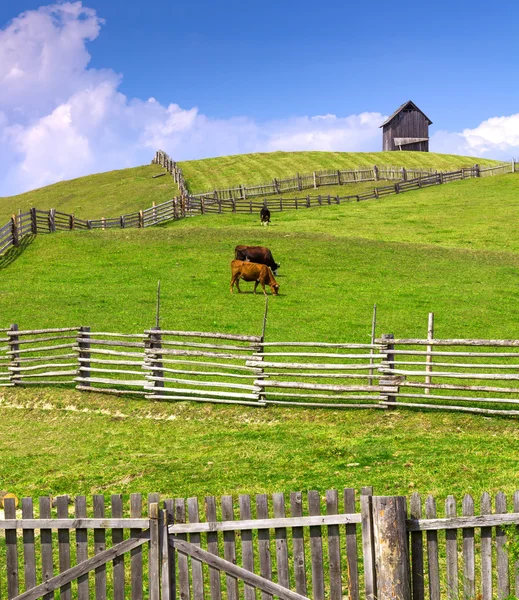 Farm scene with cows enclosed by a wooden fence and cottage on t