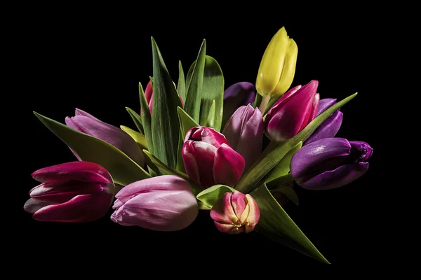 Bouquet of tulips on a black background