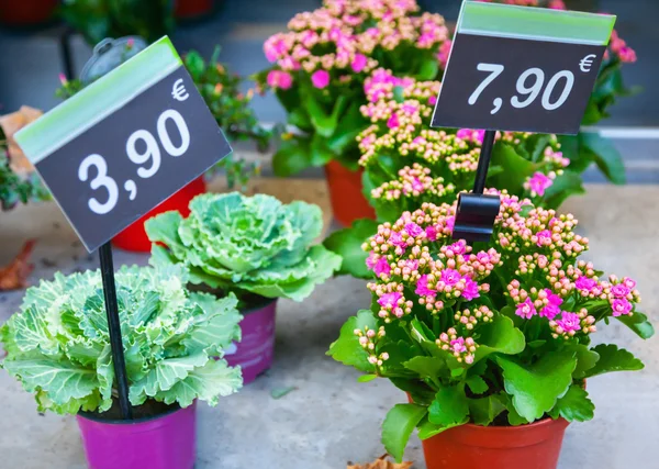 Flower shop in Paris, France