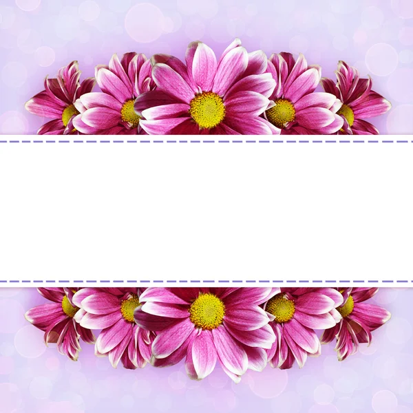 Pink aster flowers line arrangements