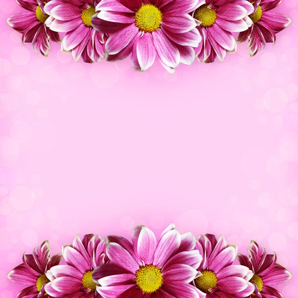 Pink aster flowers line arrangements