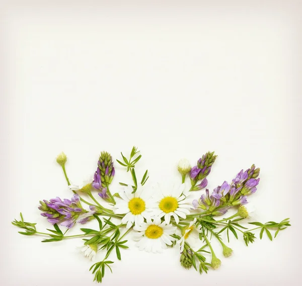 White background with wild flowers