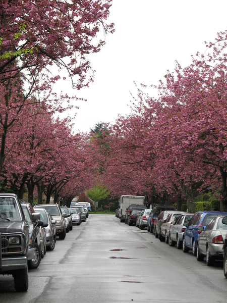 Bumper To Bumper Parking On Cherry Tree Street