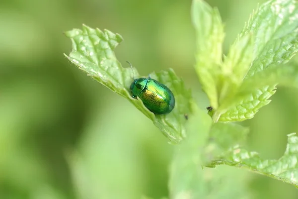Green scarabeo insect in nature