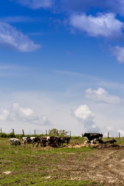 Holstein cows in the pasture