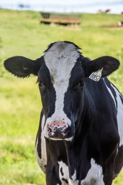 Holstein cattle in the pasture portrait