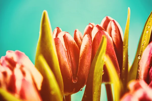 Wet Pink Tulip Flowers In Vase