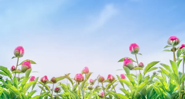 Buds of peony plants