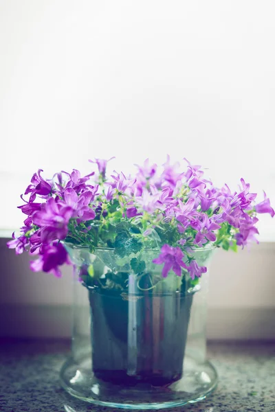 Beautiful flowers in pot