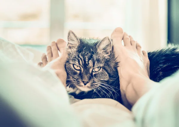 Cat by female feet in bed
