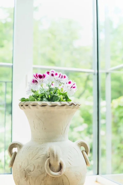 Pot with geranium flowers