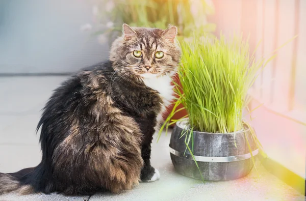 Domestic cat eating grass